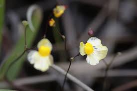Image result for Utricularia subulata