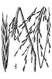 Image result for Leptochloa fusca
