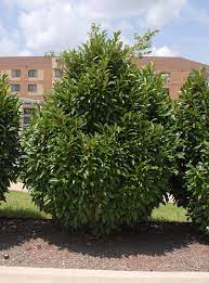 If you know us, you know we love a good surprise… that's why we like to give you something to get excited about each and every day. Prunus Laurocerasus Cherry Laurel English Laurel North Carolina Extension Gardener Plant Toolbox