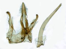 Image result for Teleiopsis diffinis