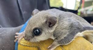 Image result for squirrel