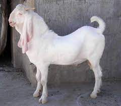 Saanen, toggenburg, barbari, jamunapari etc. Sojat Goat Rajasthani Sojat à¤¸ à¤°à¤œà¤¤ à¤¬à¤•à¤° à¤¸ à¤œà¤¤ à¤¬à¤•à¤° à¤¸ à¤œà¤¤ à¤— à¤Ÿ Zenith Farming New Delhi Id 20162151597