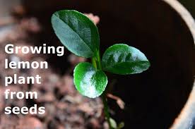 They are so fascinating and also satisfying in an odd way. Growing Lemon Nimbu Plant From Seeds Time Lapse Https Www Youtube Com Watch V Ls7qrsjmx0 Planting Lemon Seeds Plants Lemon Plant