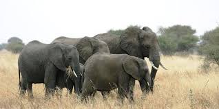 Tanzanya Safari Turu 5 Gun Afrika Safari Programlari Afrika Safari Afrika Gunaydin