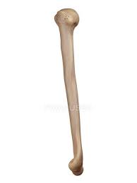 In anatomy, an arm is one of the upper limbs of an animal. Human Arm Bone Illustration Upper Arm Anatomy Stock Photo 160558340