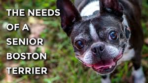 The chicago french bulldog rescue appreciates any amount you can donate. Boston Terrier Rescues Across The U S Canada Boston Terrier Society