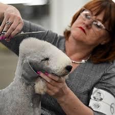 PHOTOS: 2024 Colorado Kennel Dog Show
