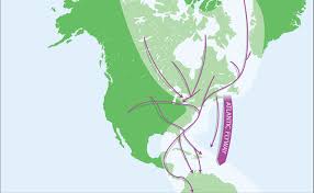 It is a black and white symbol pattern. Bird Migration Birds Of The Atlantic Flyway
