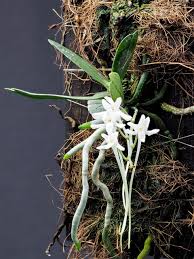 Image result for Mystacidium venosum