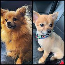 With a long haired chihuahua, straggly hairs can grow out from between the pads. My Good Boy Got His Summer Haircut Aww