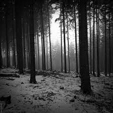 Black And White Landscapes Trees Forest Monochrome Wallpaper Black And White Landscape Black And White Wallpaper Forest Wallpaper