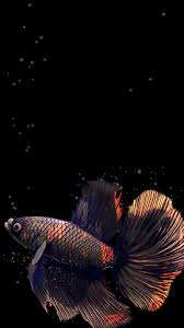 betta fish live wallpaper free