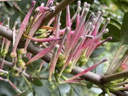 Image result for Tapinanthus