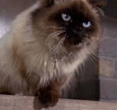 Looking for the perfect cat name for your new kitty? 40 Famous Cat Names Well Known Female Male Cats