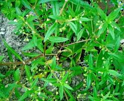Image result for Oldenlandia corymbosa