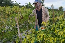 Contact loker sopir on messenger. Harga Cabai Tinggi Petani Rela Jaga Kebun Sampai Malam Halaman All Kompas Com