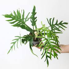 Image result for Monotes elegans