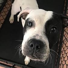 Pin On Nyc Dogs That Made It Out Of The Shelter Now Need Fosters Or Adopted