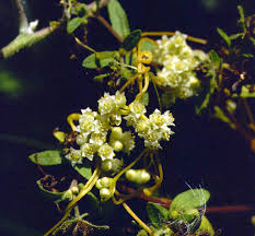 Image result for Cuscuta australis