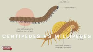 Centipedes and millipedes are primarily outdoor creatures that subsist on decaying plant material (millipedes) or small insects and other creatures (centipedes). What Are The Differences Between Centipedes Millipedes Youtube