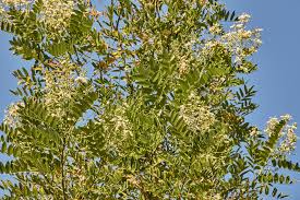 Image result for Sophora