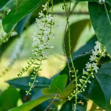 Image result for Citharexylum