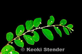 Image result for Phyllanthus beillei