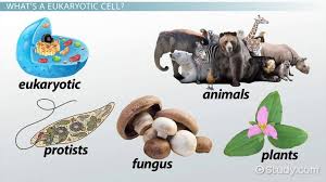 Check spelling or type a new query. Eukaryotic Cells Definition Lesson For Kids Video Lesson Transcript Study Com