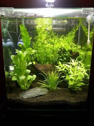 The visual effect is lush and beautiful. Diy Fish Tank Decorations Themes Aquascaping Fresh Water Decor Ideas Small Aquascaping Homemade Creativ Fish Tank Plants Fresh Water Fish Tank Diy Fish Tank