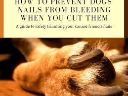 It is better to buy a set of like children, dogs will often act up with their owner, yet be quite placid when a vet or groomer deals with them.never sedate your dog unless your. How To Prevent Dogs Nails From Bleeding When You Cut Them Pethelpful
