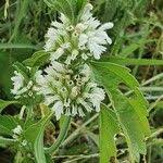 Image result for Leucas deflexa