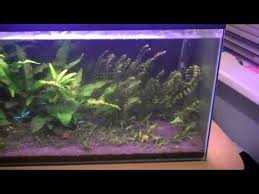 Brown Algae Solutions Fish Tank Diatom Freshwater Aquarium