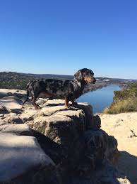 $500 w/o aba registration or $1500 w/ aba registration. How To Find The Right Rescue Dog The Naked Dog Learn Dog Communication Slip Lead Training
