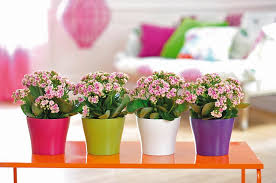 Adapte Aux Petits Espaces Le Kalanchoe Calandiva Vous Plaira Cicek Sepetler Dekorasyon