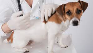 As puppies reach 8 weeks of age their maternal antibody levels decline leaving them at risk for. Dog Vaccinations Vetsavers Pet Hospital Free First Exam