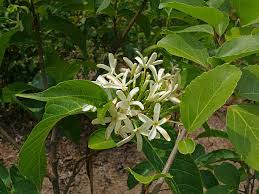 Image result for Holarrhena pubescens