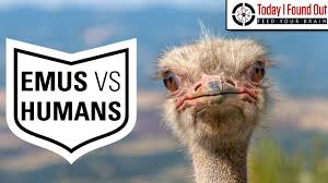 (obsolete) a cassowary (genus casuarius). The Great Emu War Of 1932 Youtube
