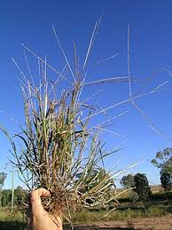 Image result for Digitaria remotigluma