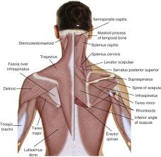 Also innervates the deltoid muscle (not part of the rotator cuff). Anatomy Of Neck And Shoulders Anatomy Drawing Diagram