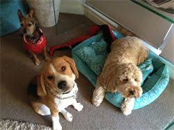 At this time, chs is only accepting online adoption applications for pets currently listed as available on the website. Pet Minding Dog Walking Nursing Care Home