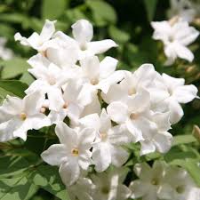 Growth is more like a rangy shrub than a vine and is best trained like a vine or a climbing rose with long branches tied up to a trellis. Buy Common White Jasmine Jasminum Officinale 24 99 Delivery By Crocus