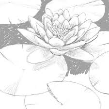 How To Draw A Lily Pad 11 Jpg 600 600 Lilies Drawing Flower Drawing Water Lily Drawing