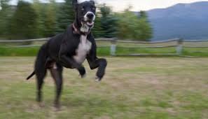 Great dane puppies pueblo colorado. The Great Dane Escape Have Dane Will Travel