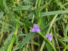 Image result for Cyanotis arachnoidea