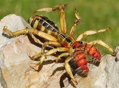 This is our 5th spring near the mexican border in southern cochise county, arizona, but the first time a camel spider has made its presence known. 18 Other Arachnids Ideas Arachnids Creepy Crawlies Spider