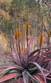 Image result for Aloe spicata