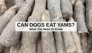Can Dogs Eat Yams What To Know About Dogs And Yams