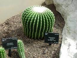 The cacti come in many sizes and may be low caring for barrel cactus is quite easy and it makes a great plant for the beginning gardener. Golden Barrel Cactus Echinocactus Grusonii Growing Advice