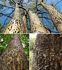 Image result for Hura crepitans