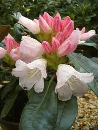 Pin On Rhododendron